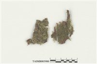 藏品(背捲扁萼蘚)的圖片